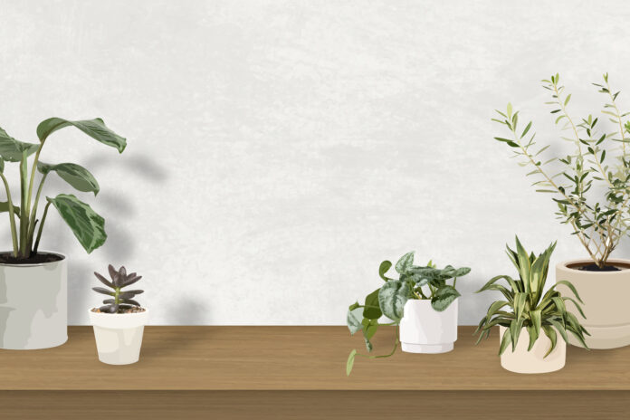 Indoor plants for Home and office